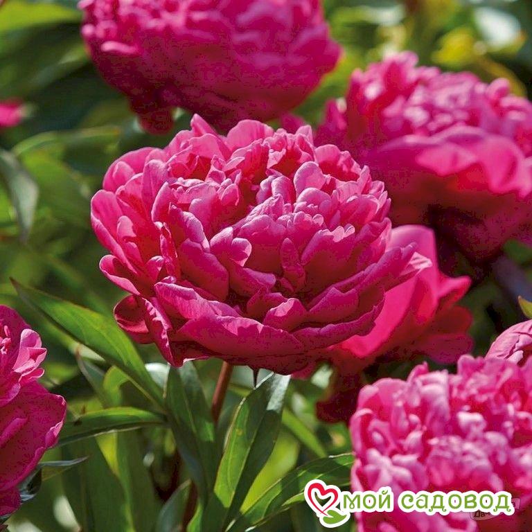 Менің анамның порно фотосы 45 жастан асқан Киара Миа қара теннисшіні кортта трахает етеді!