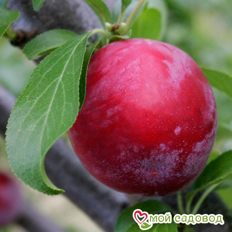 Слива Волошка