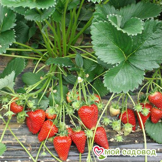 Клубника Сирия – 1 ₽